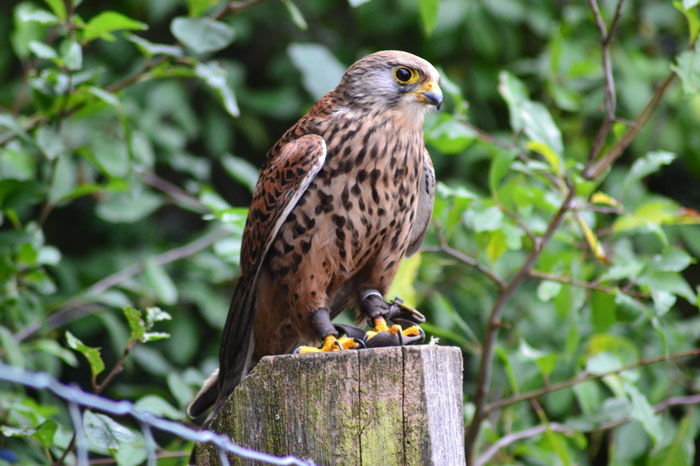 Brown falcon on brown wooden surface