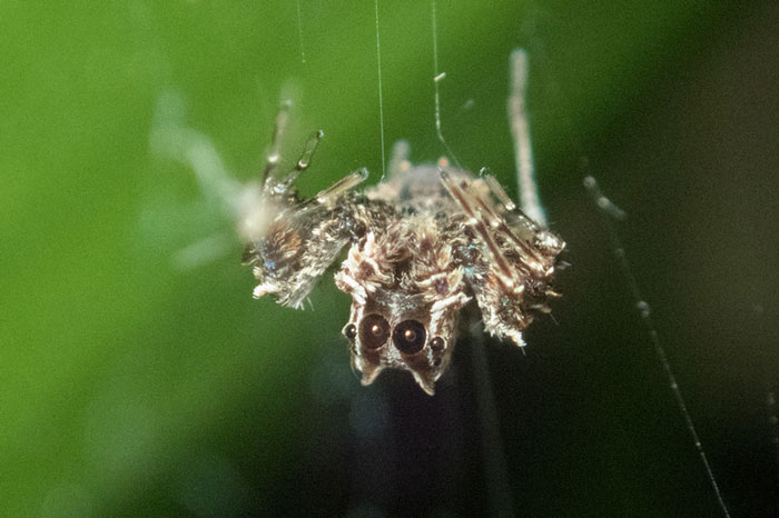 Photo of spider hanging on web