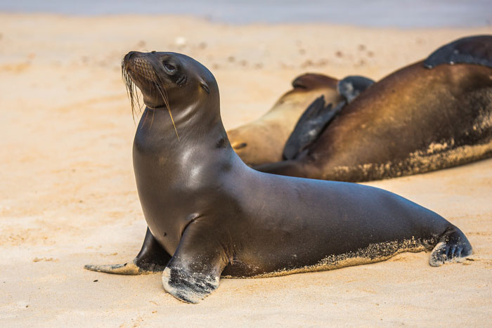 Sea lions chilling on the beach