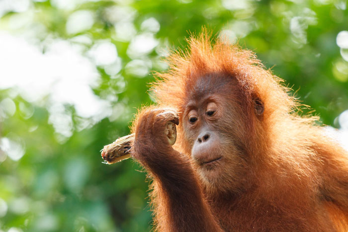 Photo of ginger orangutan