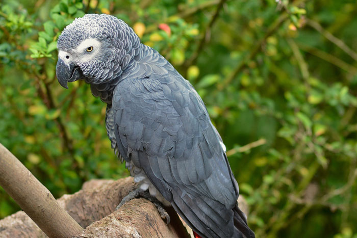 Photo of grey parrot