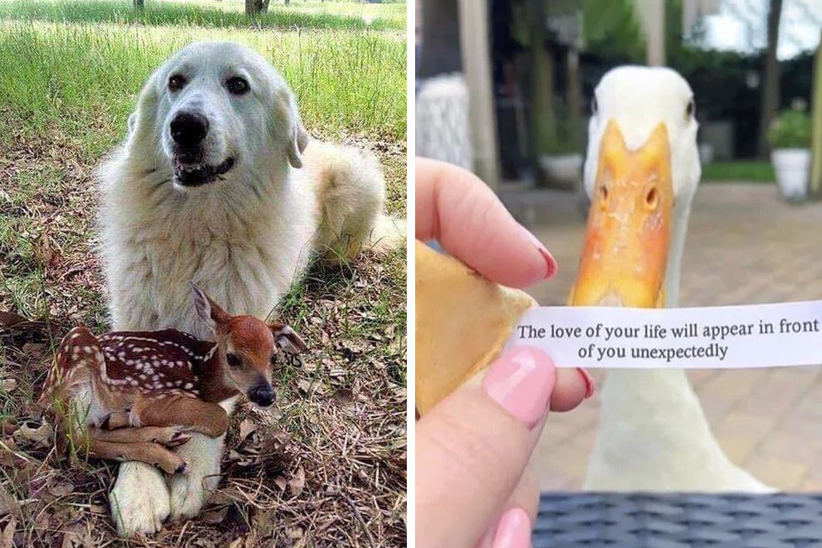  This Is My Life Now 50 Hilarious Pics Of Humans And Animals Coming 