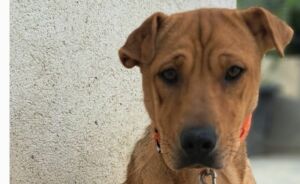 Hey Pandas, Show Us A Time Line Of Your Rescue Pets