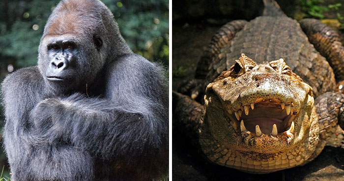 40 Of The Toughest Animals In The World