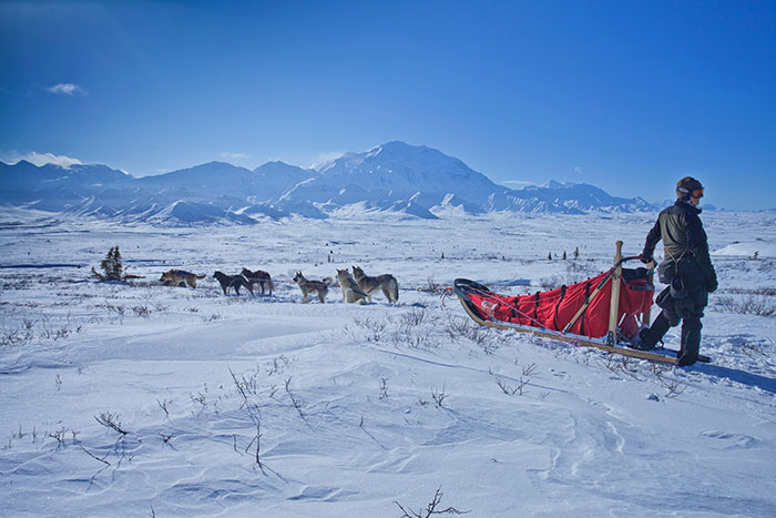 Man standing with sleigh and dogs in the snow field 