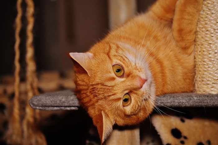 Wholesome Story Of A Boy Whispering His Address To A Cat At The Pet Store Because His Mom Said No, Goes Viral Capturing The Hearts Of Over 200k Twitter Users