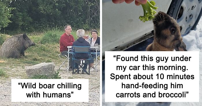 50 Wild Animal Encounters That Took People By Surprise