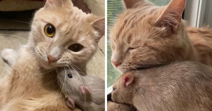 The Most Unlikely Friendship Formed Between This Cat And A Rat, Who Now Share An Inseparable Bond