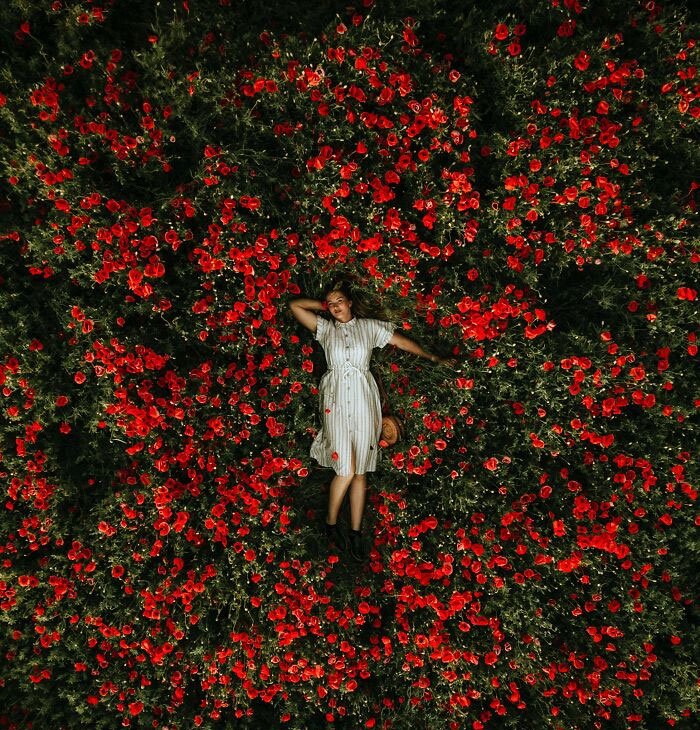 Woman Lying In A Red Flower Field 