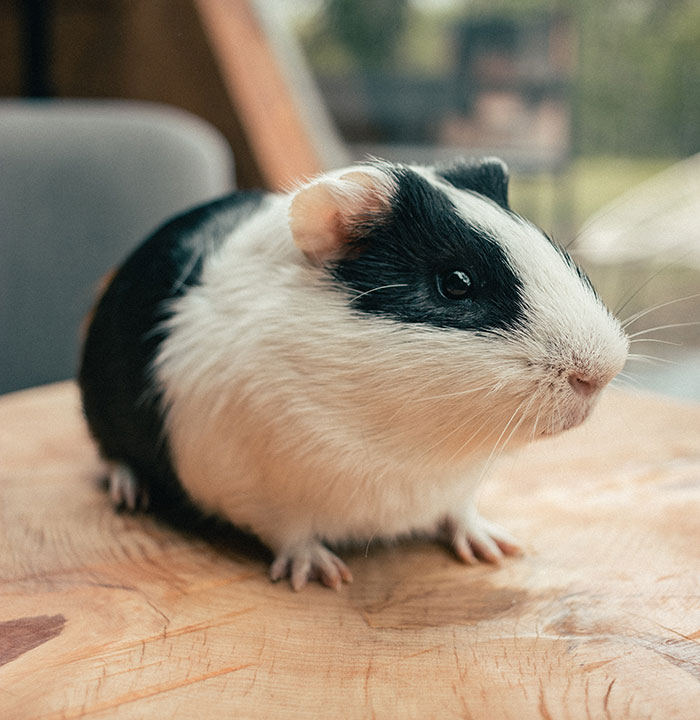 Your Guinea Pig Whistles At You