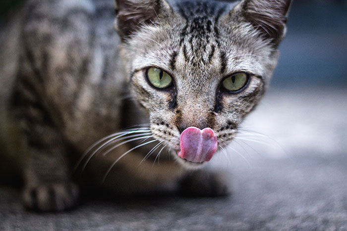 Your Cat Gives You A Tongue Bath