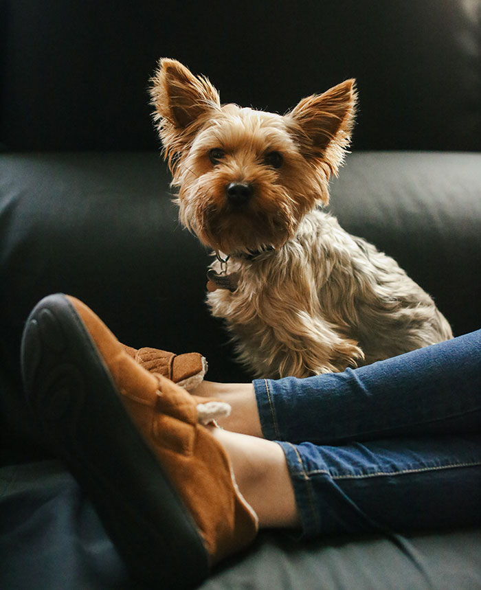 Your Dog Carries Your Stinky Shoes Around