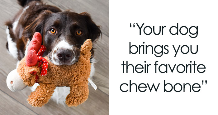 44 Ways Your Pet Says “I Love You” And Makes Your Heart Melt