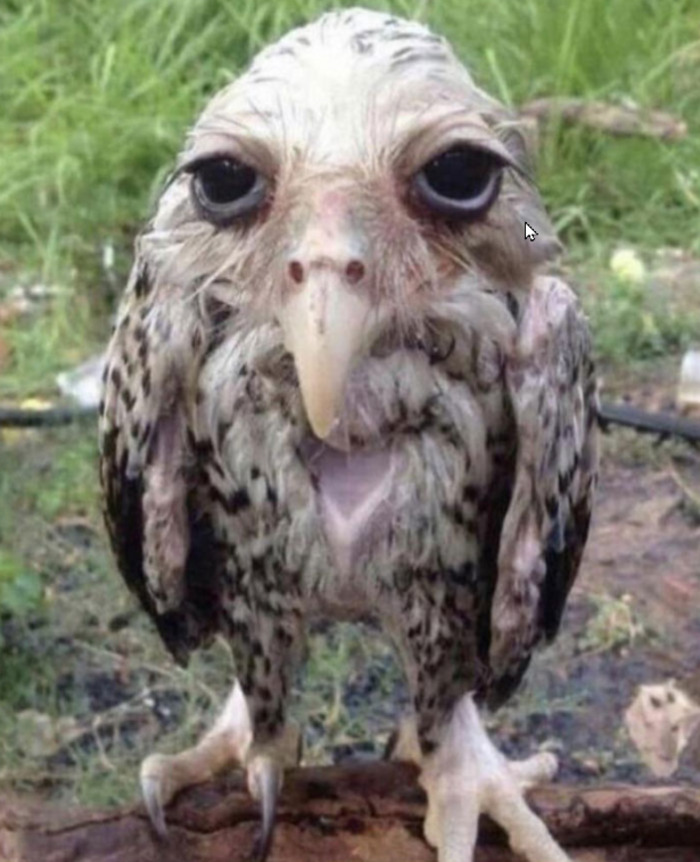 This Owl Looks Very Sad