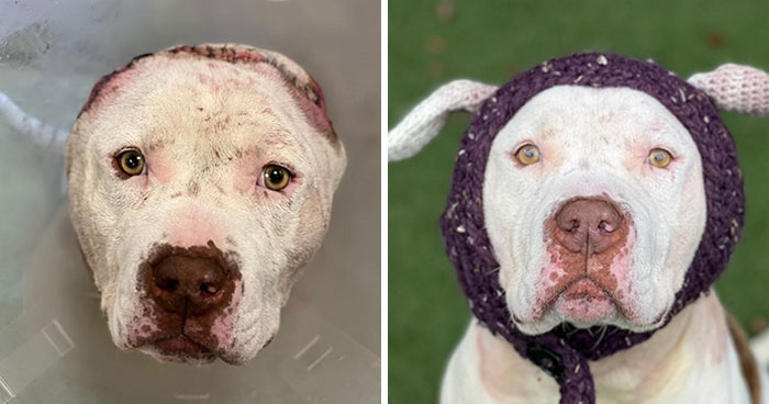 This Dog’s New Crocheted Ears Gained Him Attention Online That Sped Up His Adoption