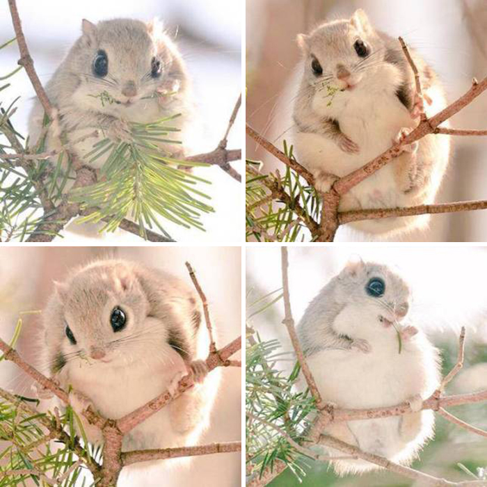 Just Found Out About Japanese Flying Squirrels