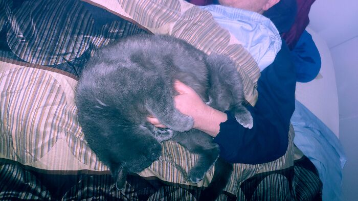 How Our Cat Baba Yaga Sleeps With My Boyfriend