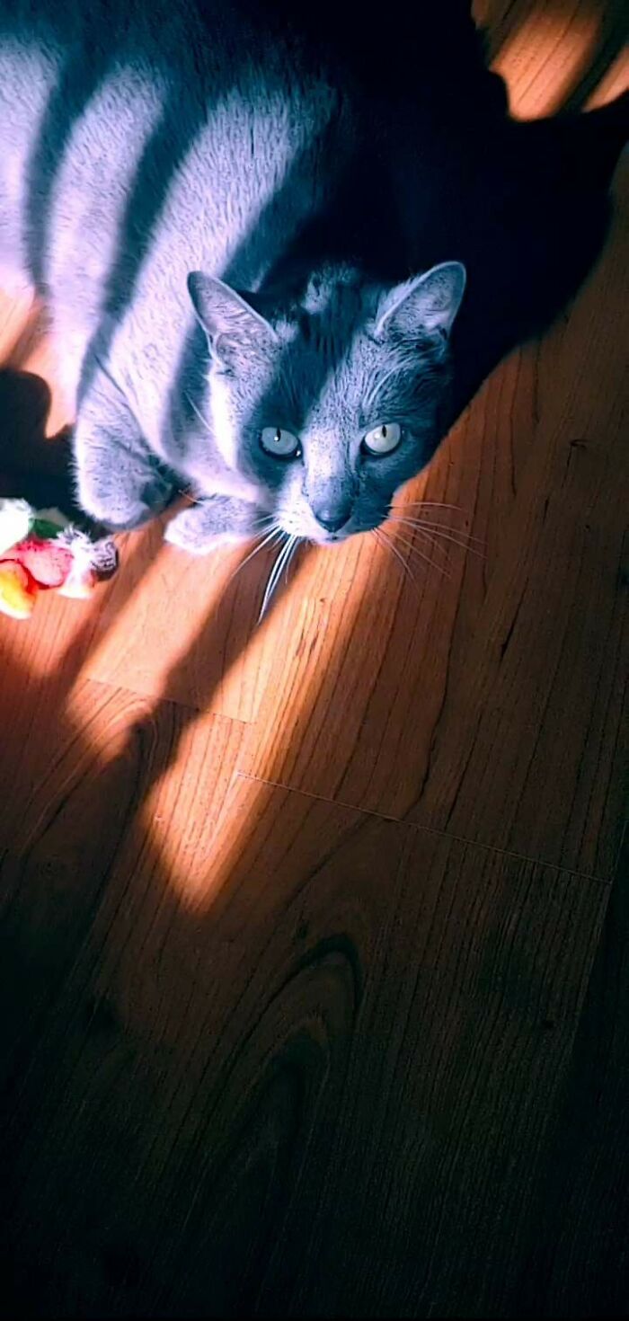 Pure Luck Got A Beautiful Picture Of My Sweet Girl Baba Yaga