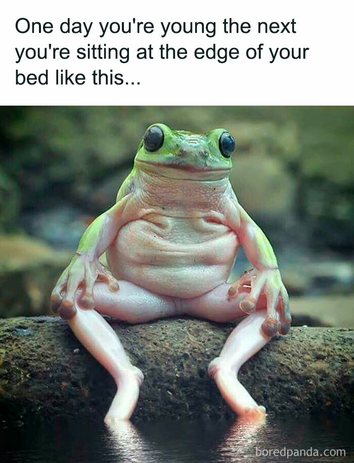 Frog sitting humorously, meme about single life. Text: "One day you're young the next you're sitting like this..."