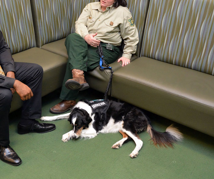 Woman Makes Her Friend Leave Her Service Dog In The Backyard, Is Upset Everyone Hates Her For It After The Woman Gets A Concussion From A Seizure Woman Makes Her Friend Leave Her Service Dog In The Backyard, Is Upset Everyone Hates Her For It After The Woman Gets A Concussion From A Seizure