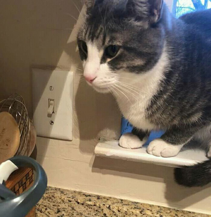 Man Gives His Pregnant SIL The Boot Upon Finding Out She Abandoned His Cat On The Streets