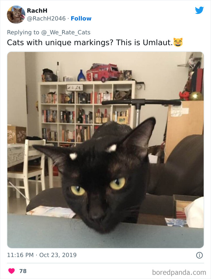 Cats With Unique Markings? This Is Umlaut