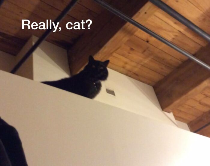 My Cat Walking On Top Of The Ledge Of A Closet. Also, Does Being Underwhelmed On A Swing Count?