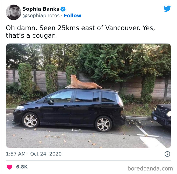 Funny-Canadian-Tweets