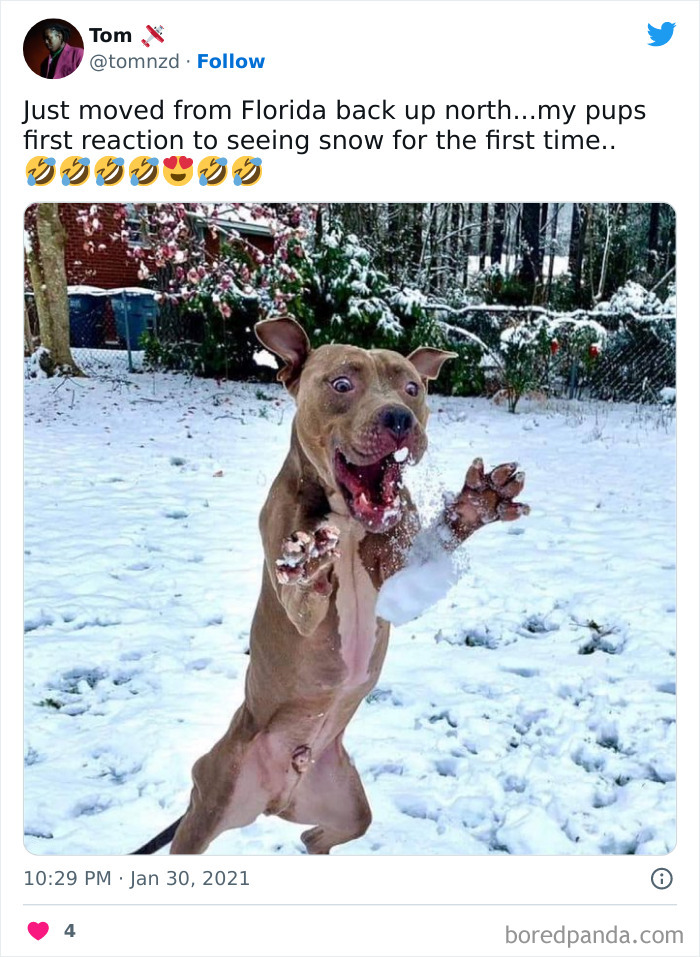 Pit Puppy's First Reaction To Snow