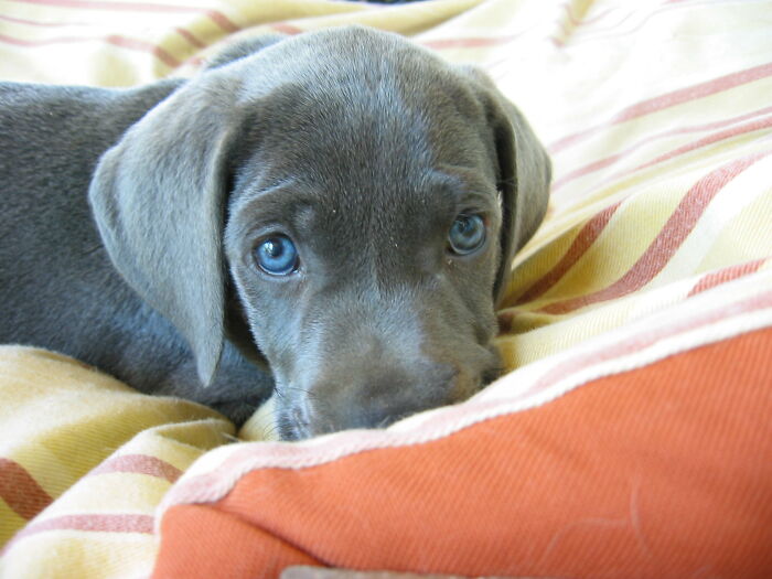 Small Puppy With Blue Eyes Looking At The Camera 