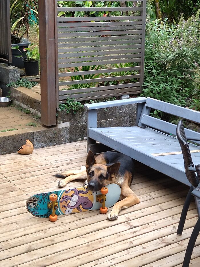 Here Is A Picture Of My Dog Using His Skateboard As A Pillow