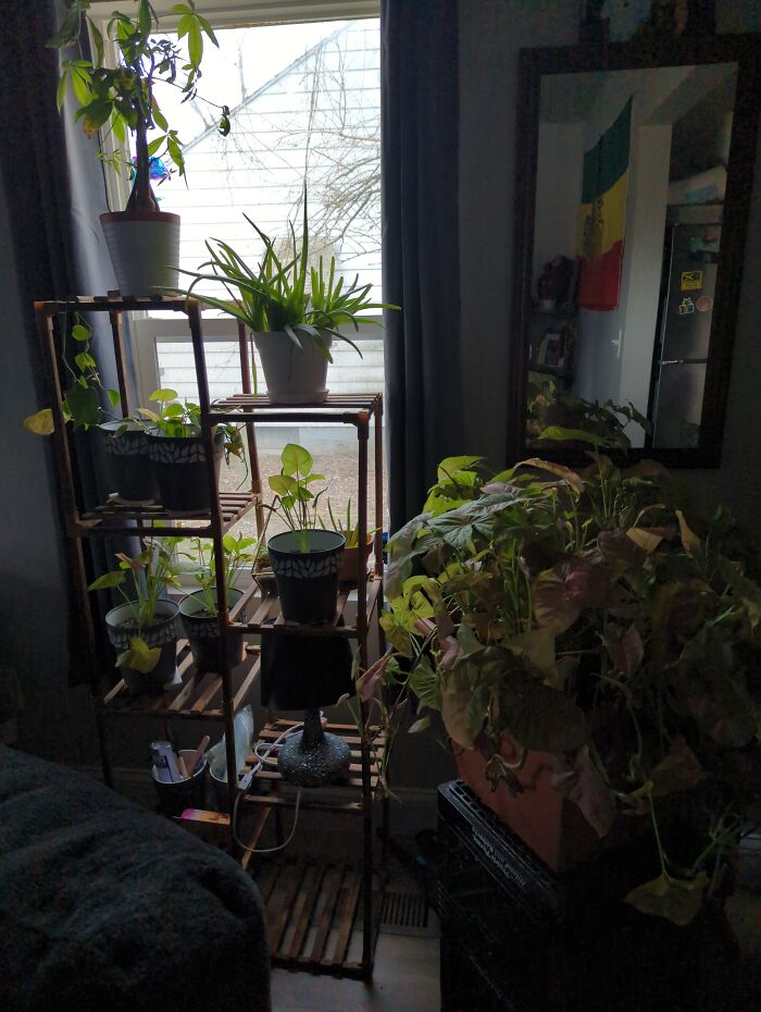 My Little Plant Window