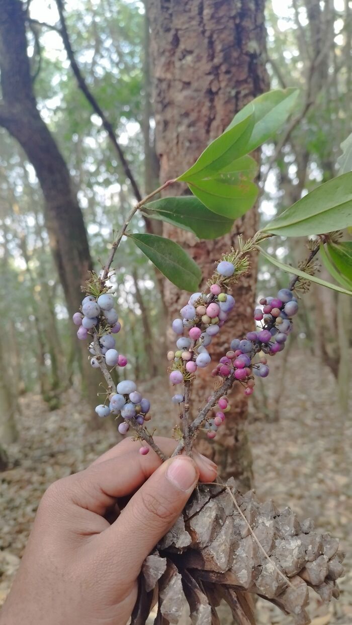 I Spent My Week Hiking The Ghorepani Poon Hill Route In Nepal With A Dog
