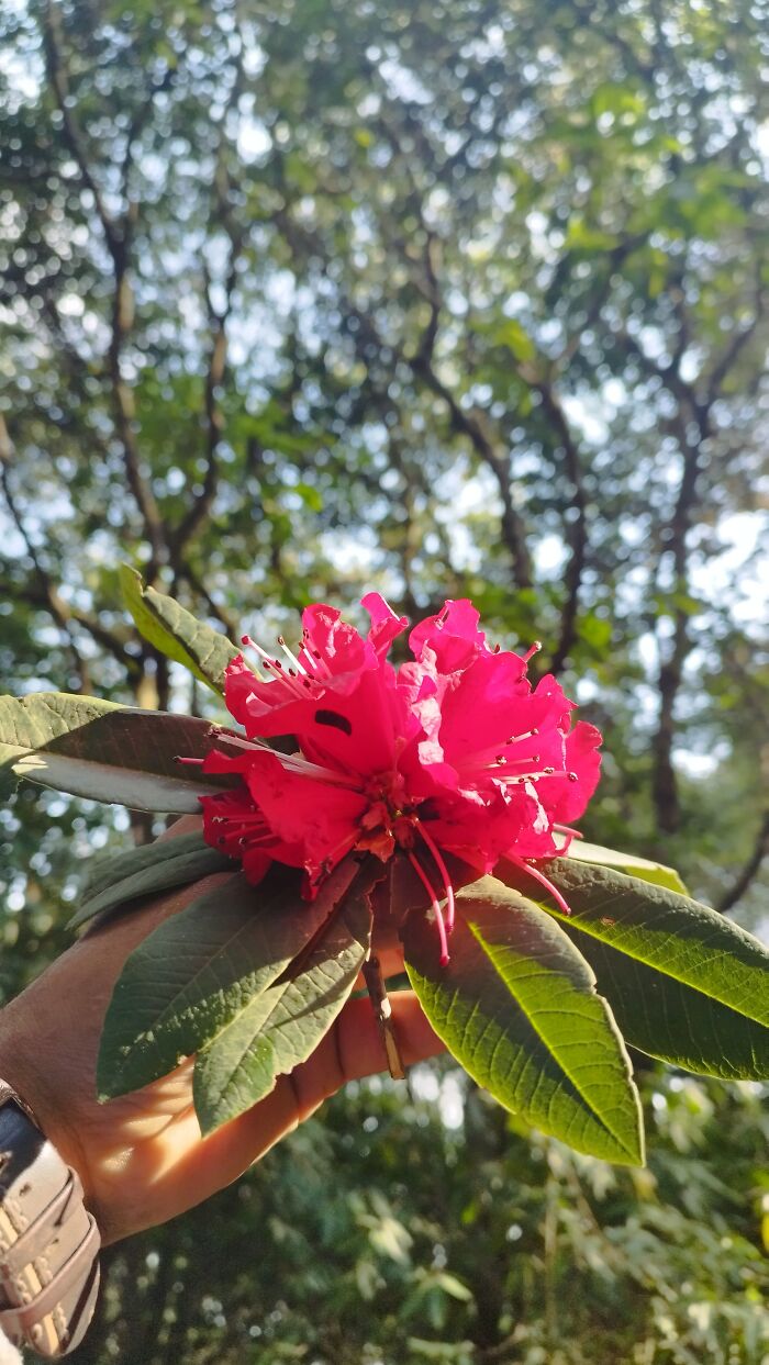 I Spent My Week Hiking The Ghorepani Poon Hill Route In Nepal With A Dog