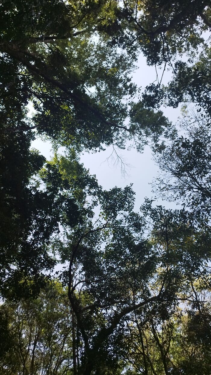 I Spent My Week Hiking The Ghorepani Poon Hill Route In Nepal With A Dog