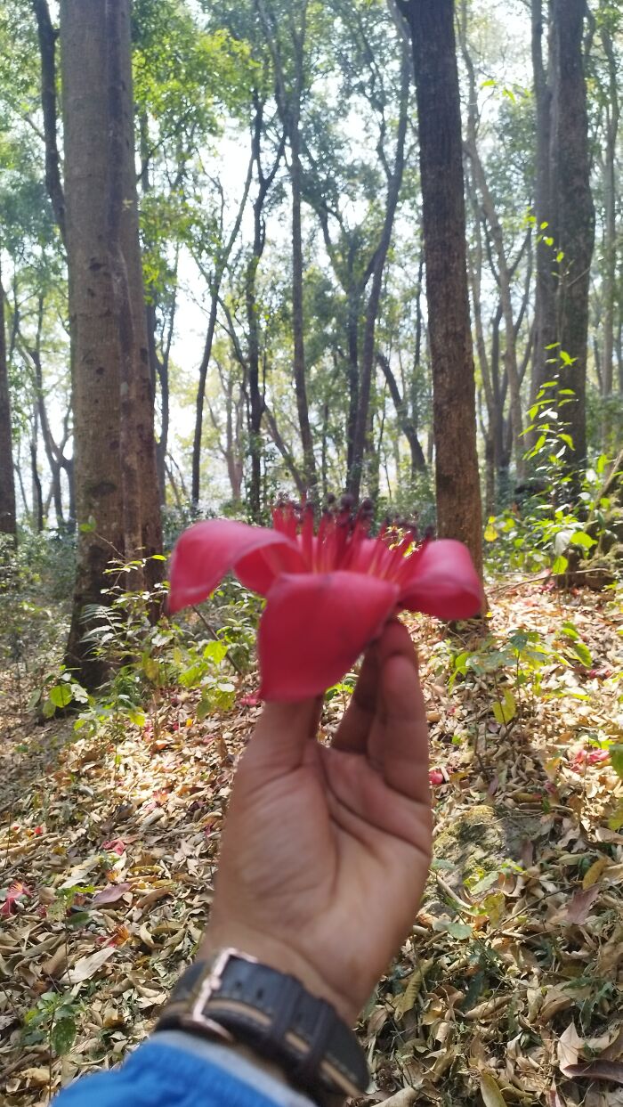 I Spent My Week Hiking The Ghorepani Poon Hill Route In Nepal With A Dog
