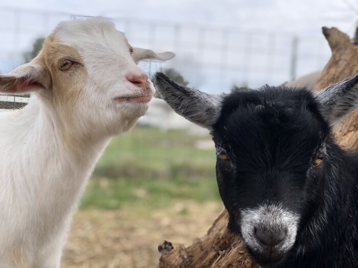 Tawny And Gabby: Pompous Fools