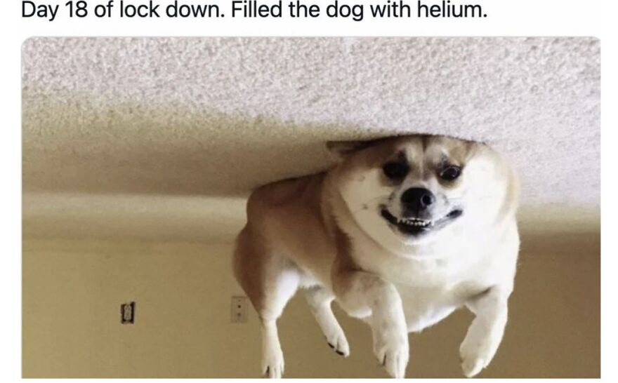 Funny And Wholesome Pet Memes