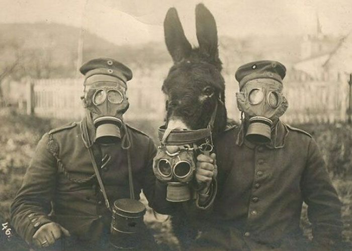 Dos soldados alemanes y su mula con máscaras antigás en la Segunda Guerra Mundial, 1916. No estoy muy seguro de cómo le fue a la mula
