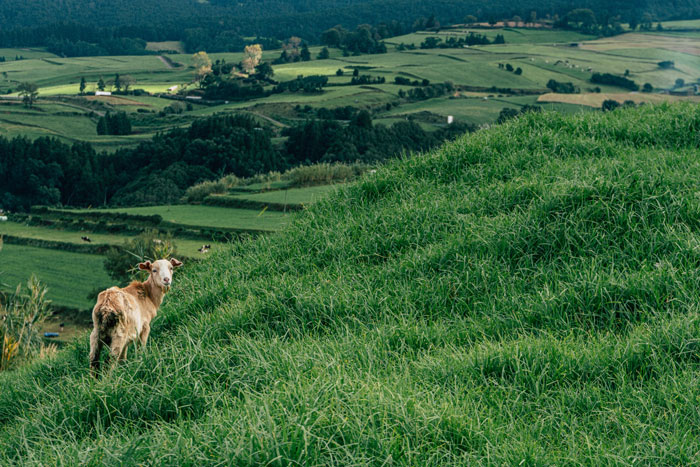 Man Pays His Mate 20 Bucks To Bring His Goat Over So It Can Take Care Of His Overgrown Lawn, Upsets Wife Man Pays His Mate 20 Bucks To Bring His Goat Over So It Can Take Care Of His Overgrown Lawn, Upsets Wife