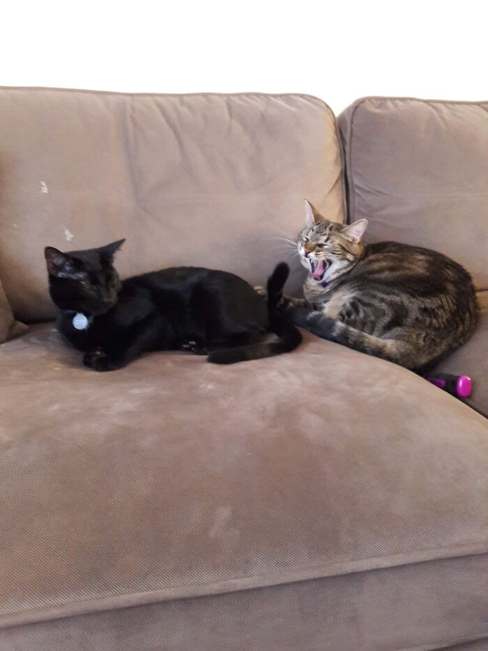 I Caught Her Mid Yawn And This Was The Glorious Result