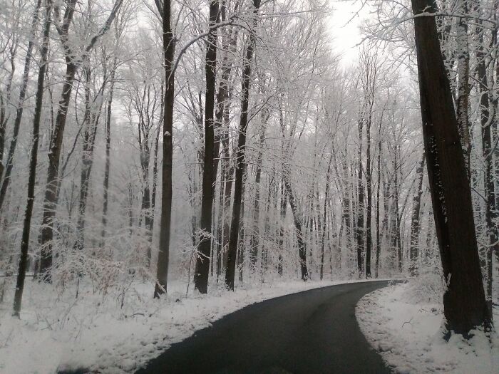 Snow Kissed Trees