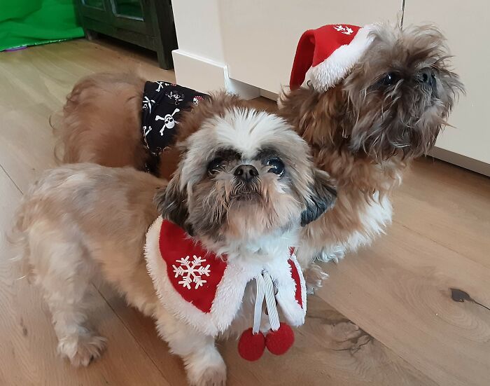 Every Day Is Christmas With These Two Around!