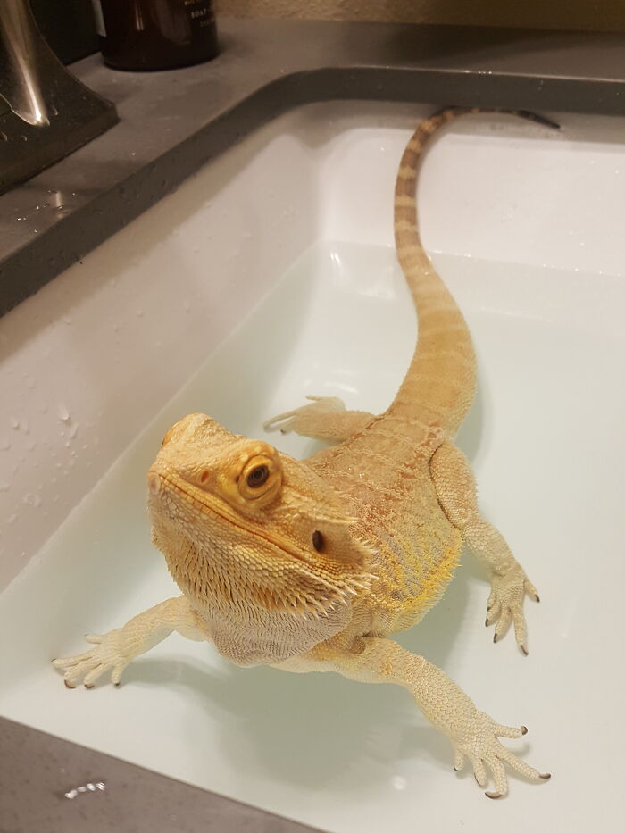 Our Sweet Beardie Taking A Bath