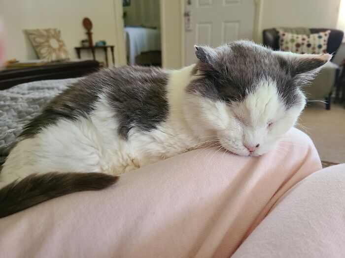 The Way My Elderly Blind Foster Cat Snuggles