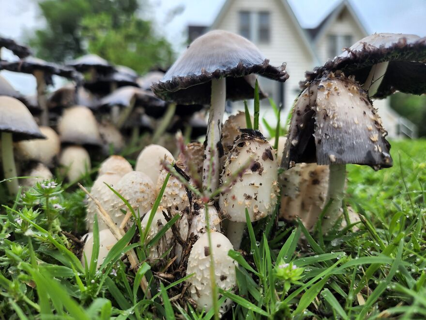 I Have Plenty Of Beautiful Pictures, But So Many Have Faces In Them. So I Guess We Got This One With Mushrooms! Enjoy!
