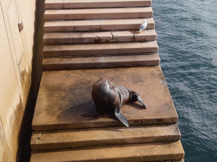 Benny The Seal. Resident Seal At The Sydney Oprea House, Bennelong Point
