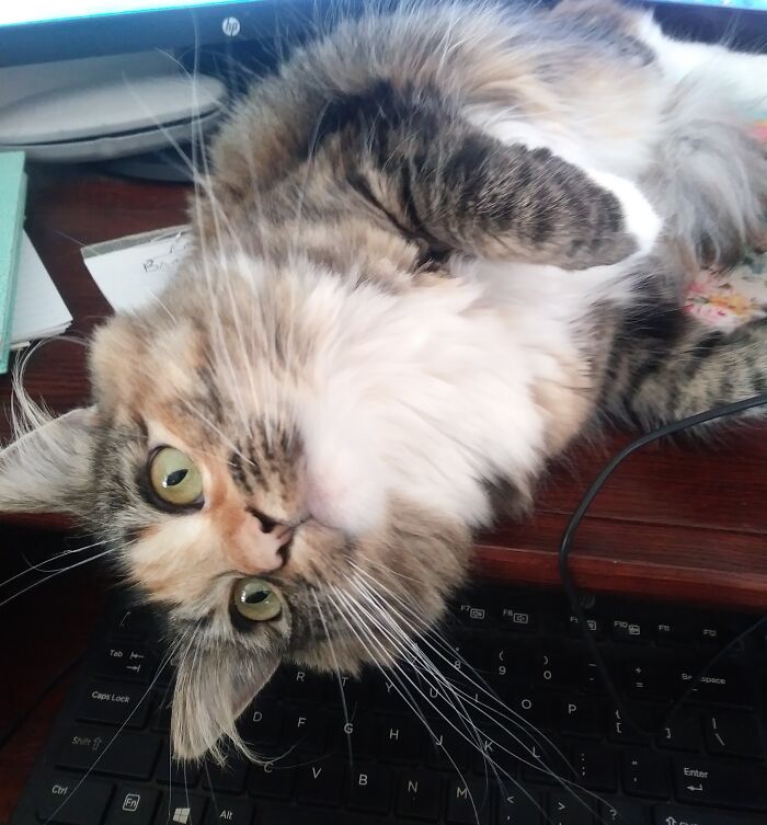 I'm Trying To Work, Cookie Is Trying To Get Pets