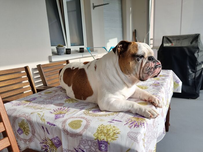 Sushi Likes To Climb On The Chair And From There Upon The Table Out On The Terrace Of Ours. From There She's Got A Good View Of The Neighbourhood