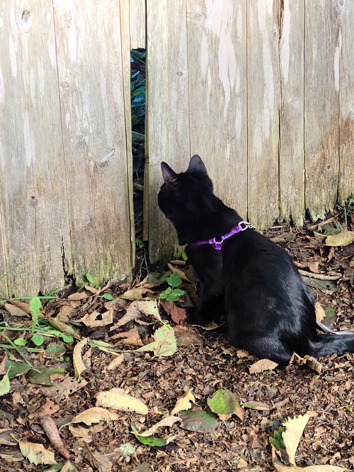 Mr. Lobster Likes To Spy On The Neighbors